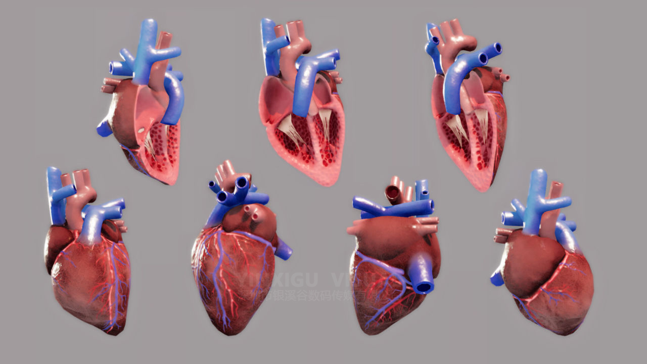 医学器官心脏3d建模-宣传片3d二三维mg-动画制作-深圳