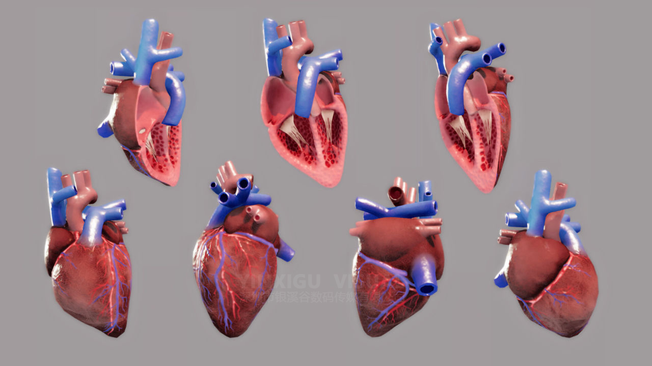 医学器官心脏3d建模
